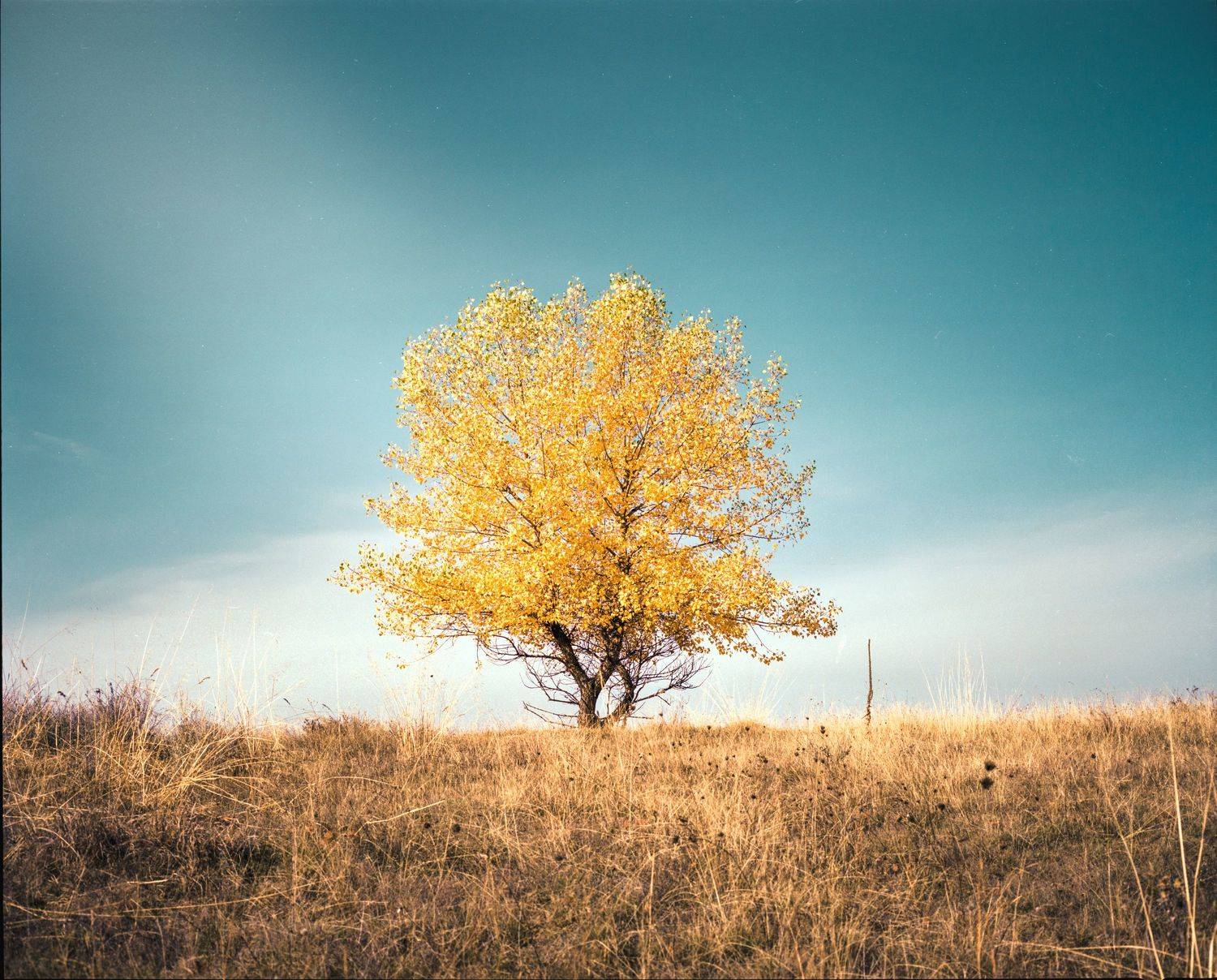 , Vladimir Karamazov