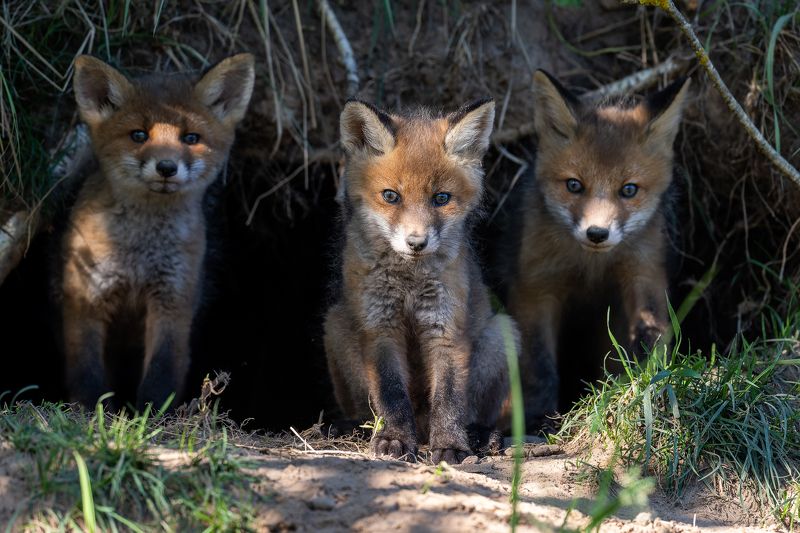Lapseni фото превью