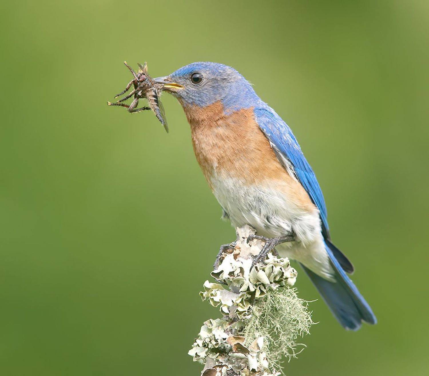 восточная сиалия, eastern bluebird, bluebird, весна, Etkind Elizabeth