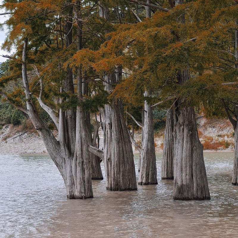 Кипарисы фото превью