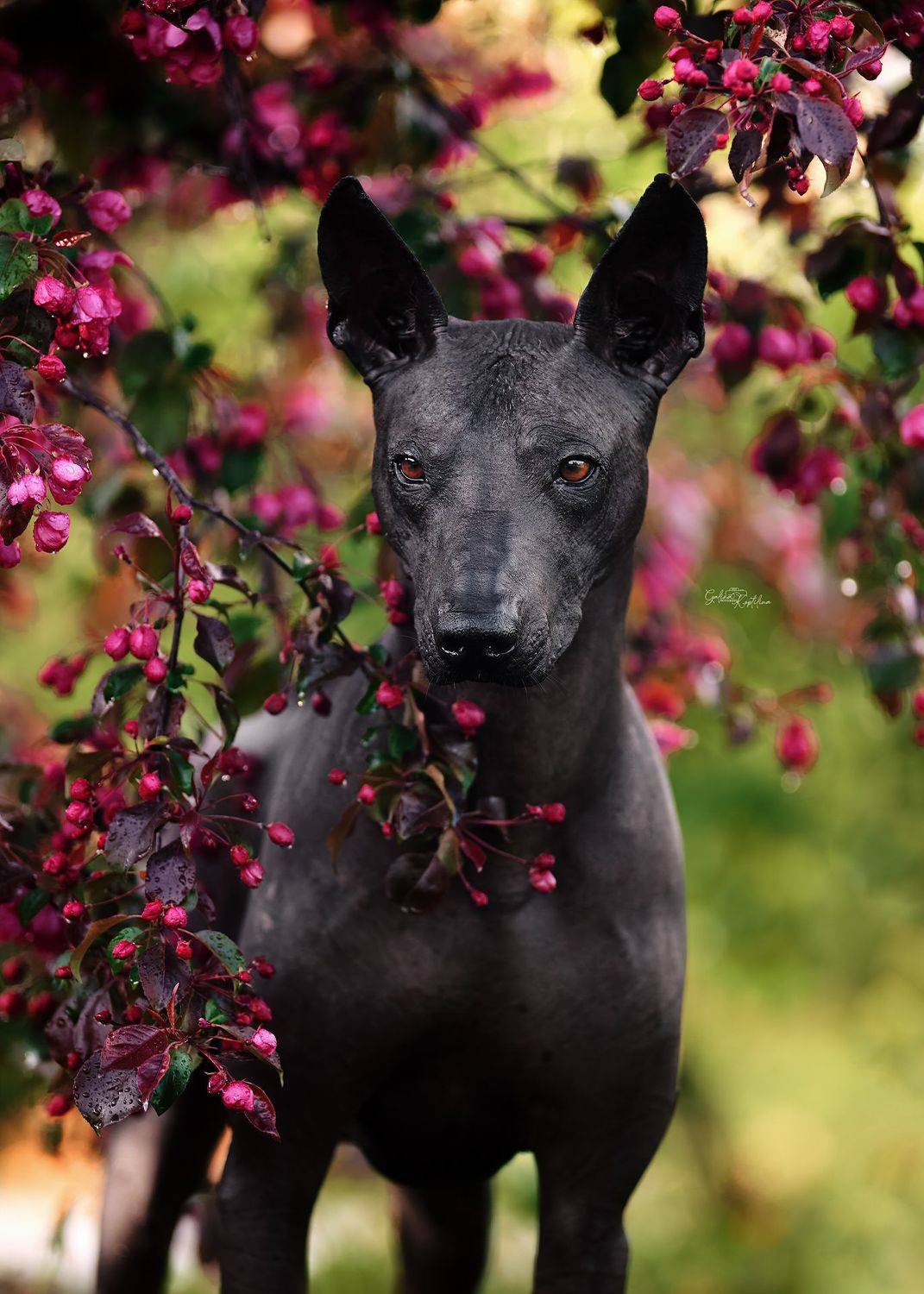 , Коптилина Галина