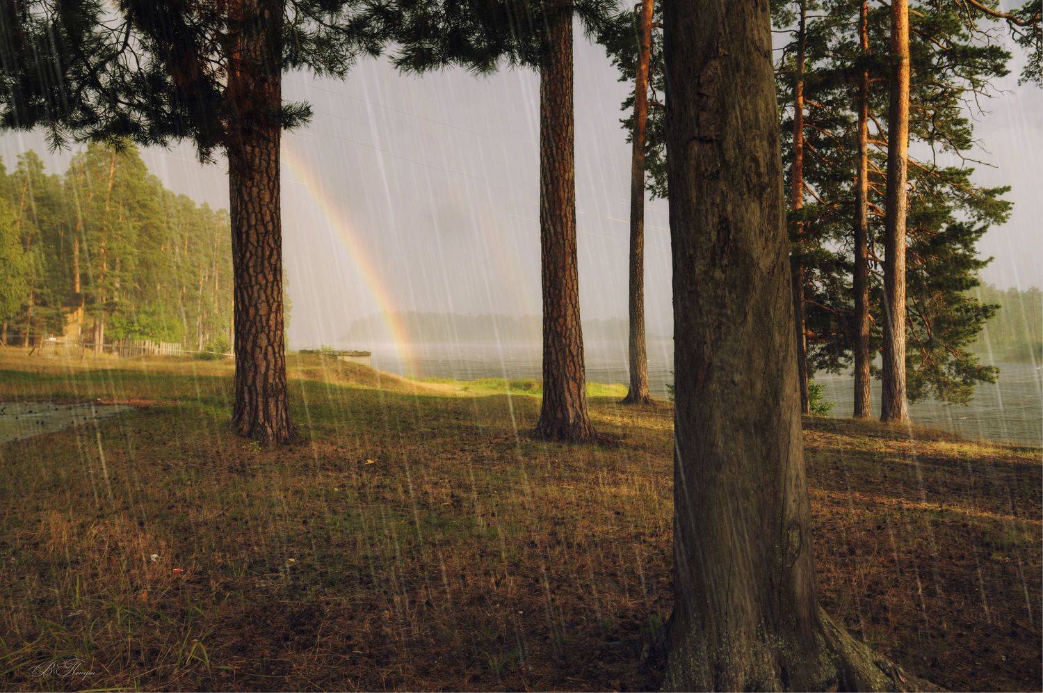 радуга дождь сосны озеро, Вера Петри