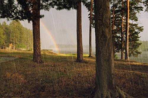 Летний дождь