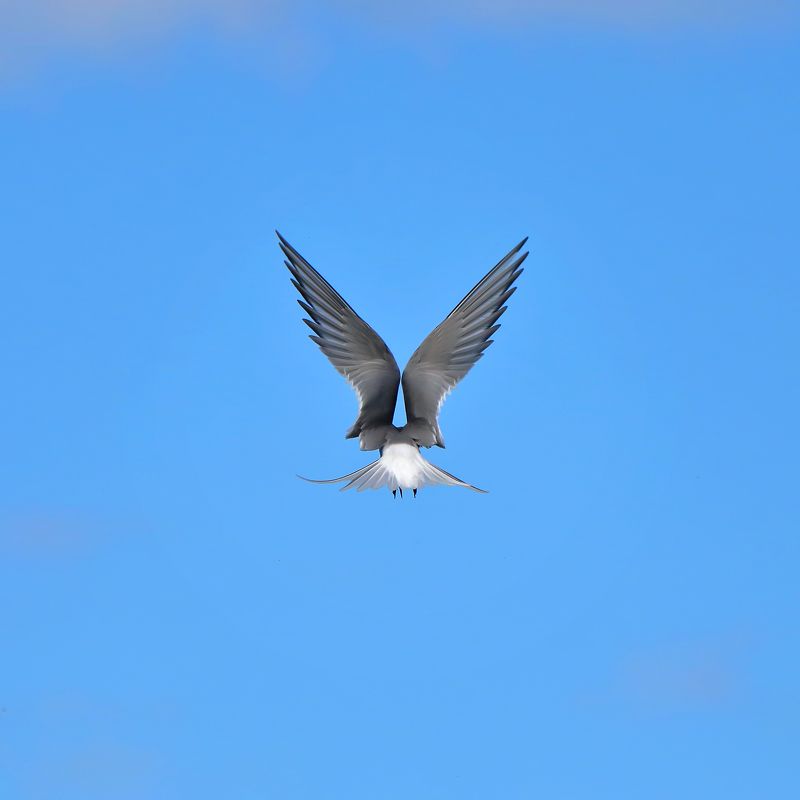 Речная Крачка фото превью