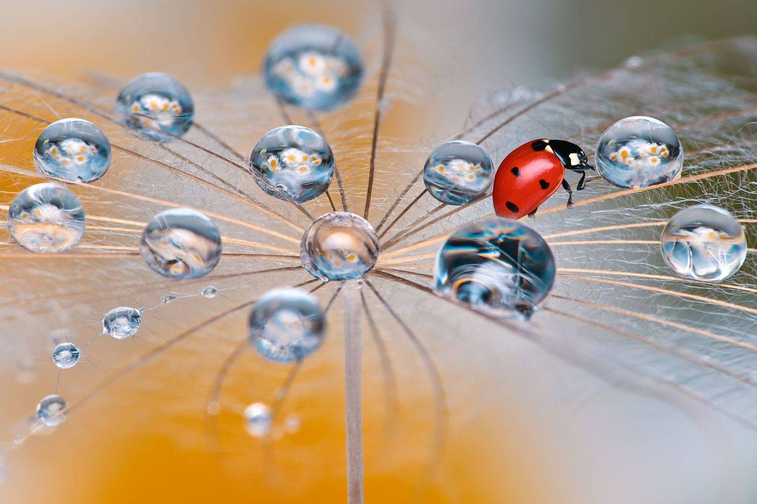 ceclii, macro, Tsvetan Ganev