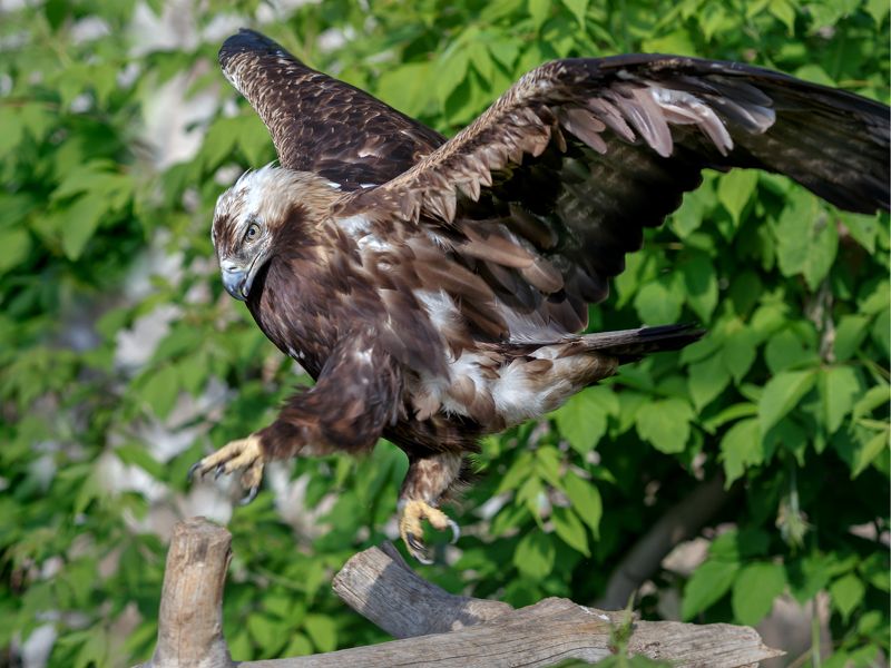 орел могильник (императорский орел, солнечный орел) Орел могильник (императорский орел, солнечный орел) фото превью