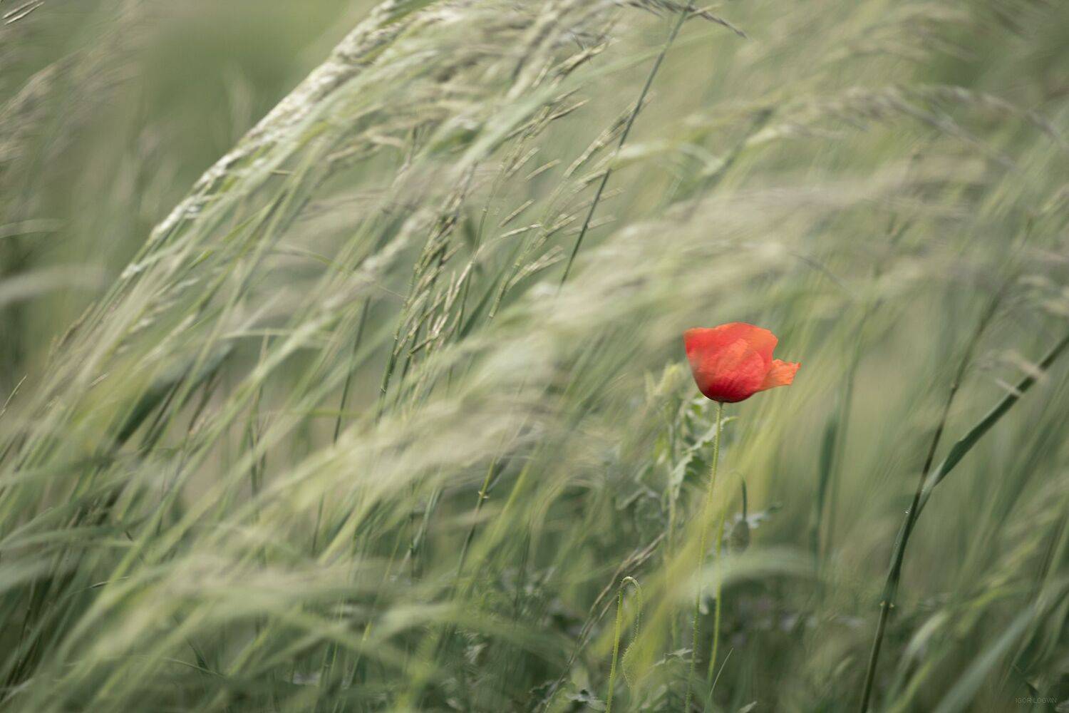 цветы маки, Igor Logvin