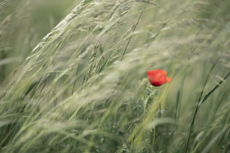 цветы маки Просто мак фото превью