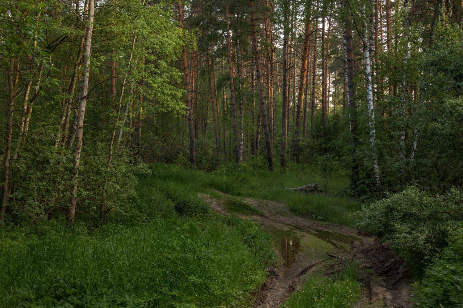 утро   лес дорога серково июнь, Дмитрий Алексеев