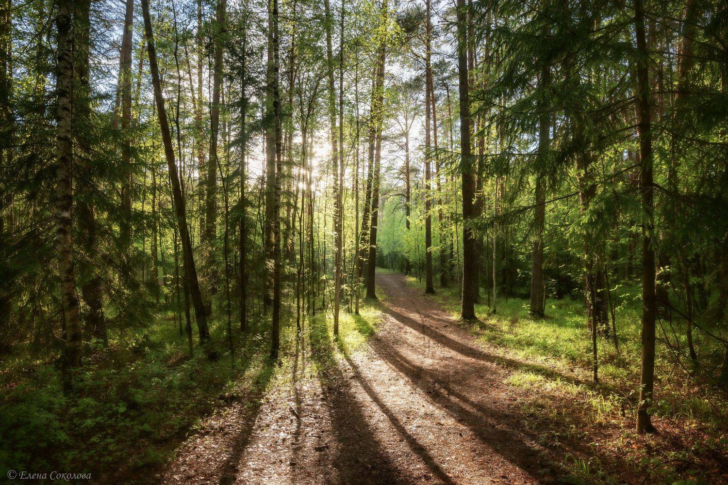 летний пейзаж, лес, свето-тени, Соколова Елена