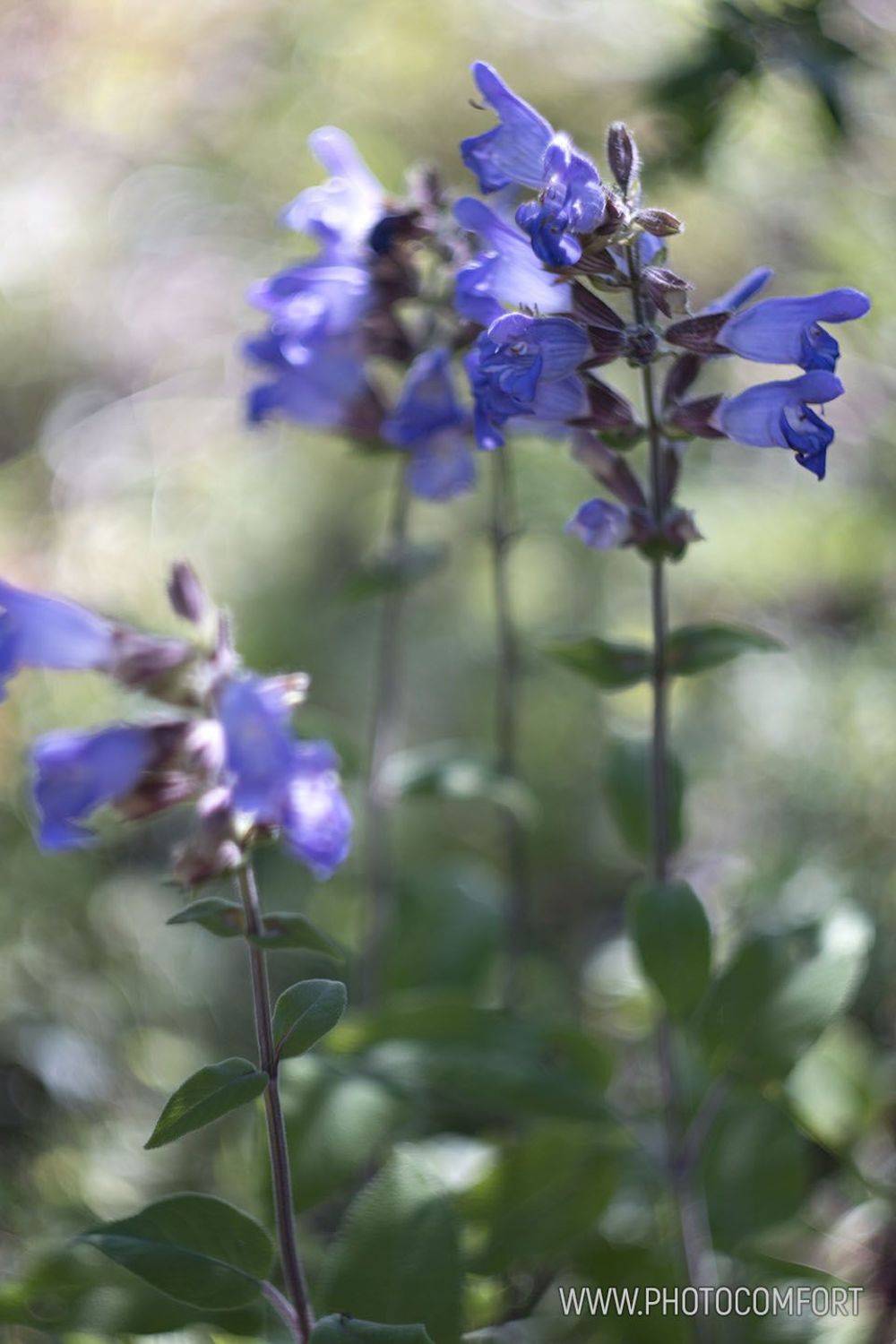 , Елена Ковригина