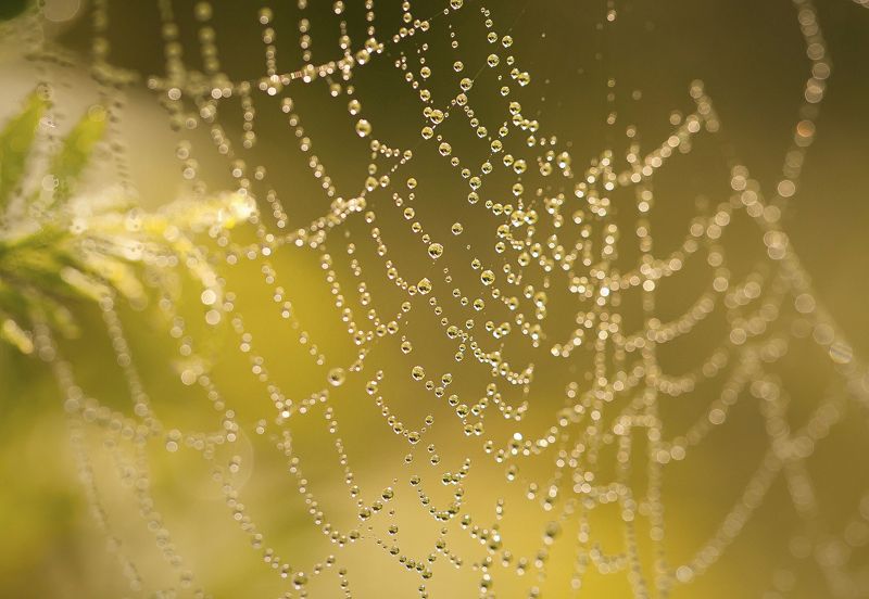 Паутинка фото превью