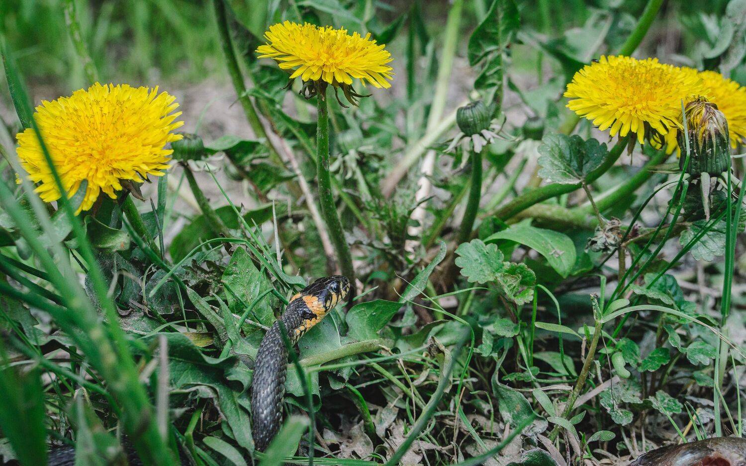 , Юрий Вертиков