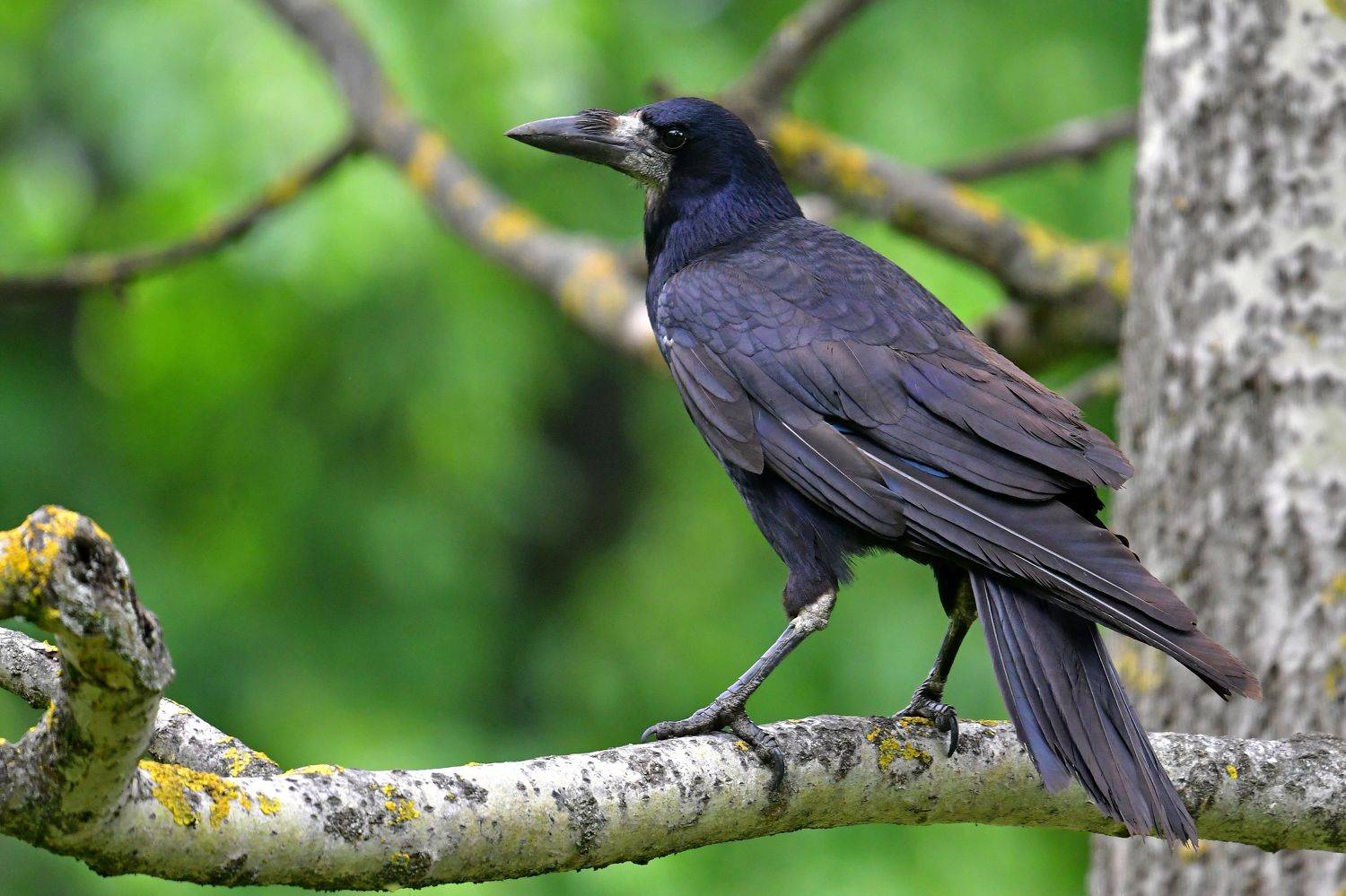 , Корнейчук Игорь