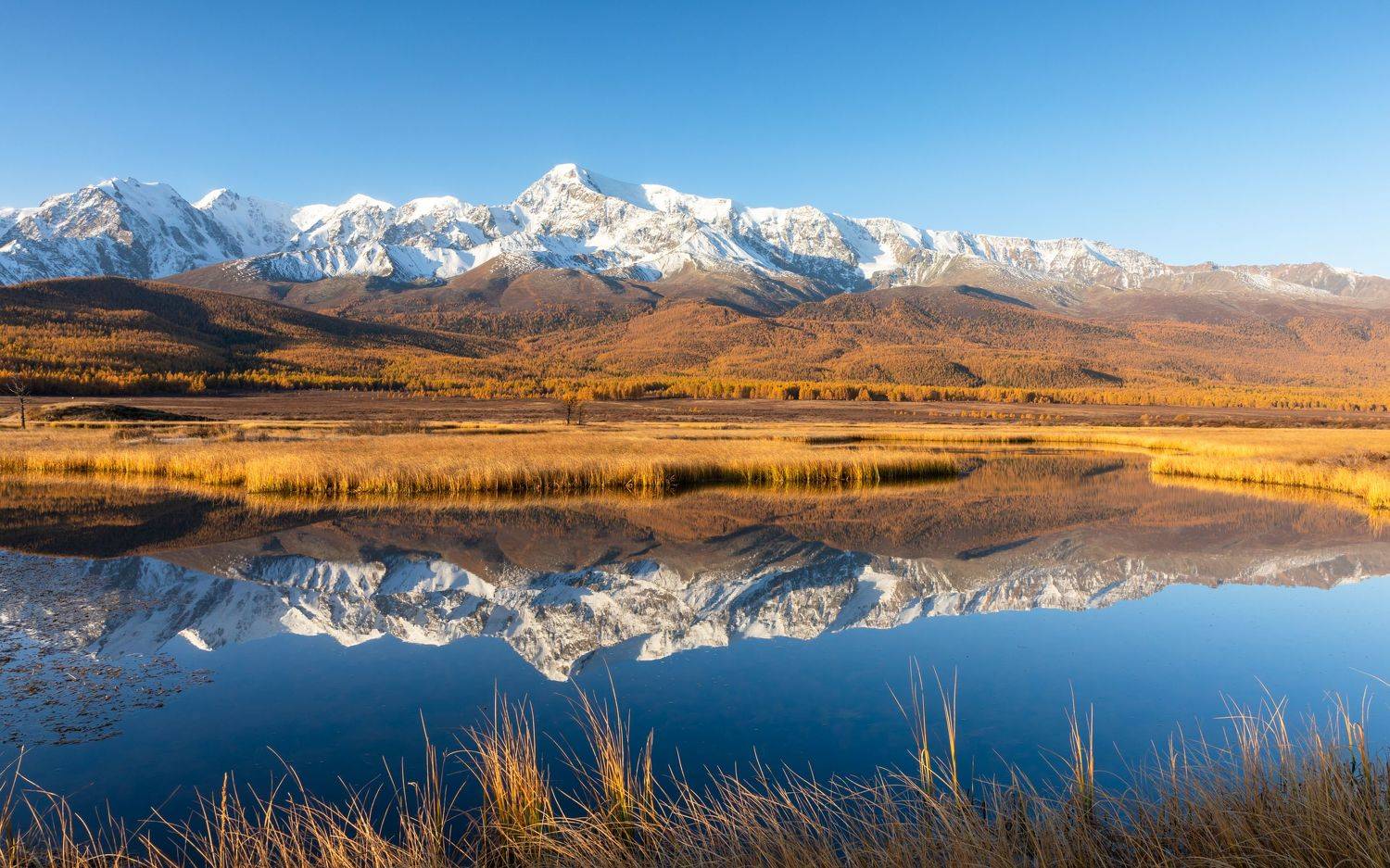 , Евгения Чех