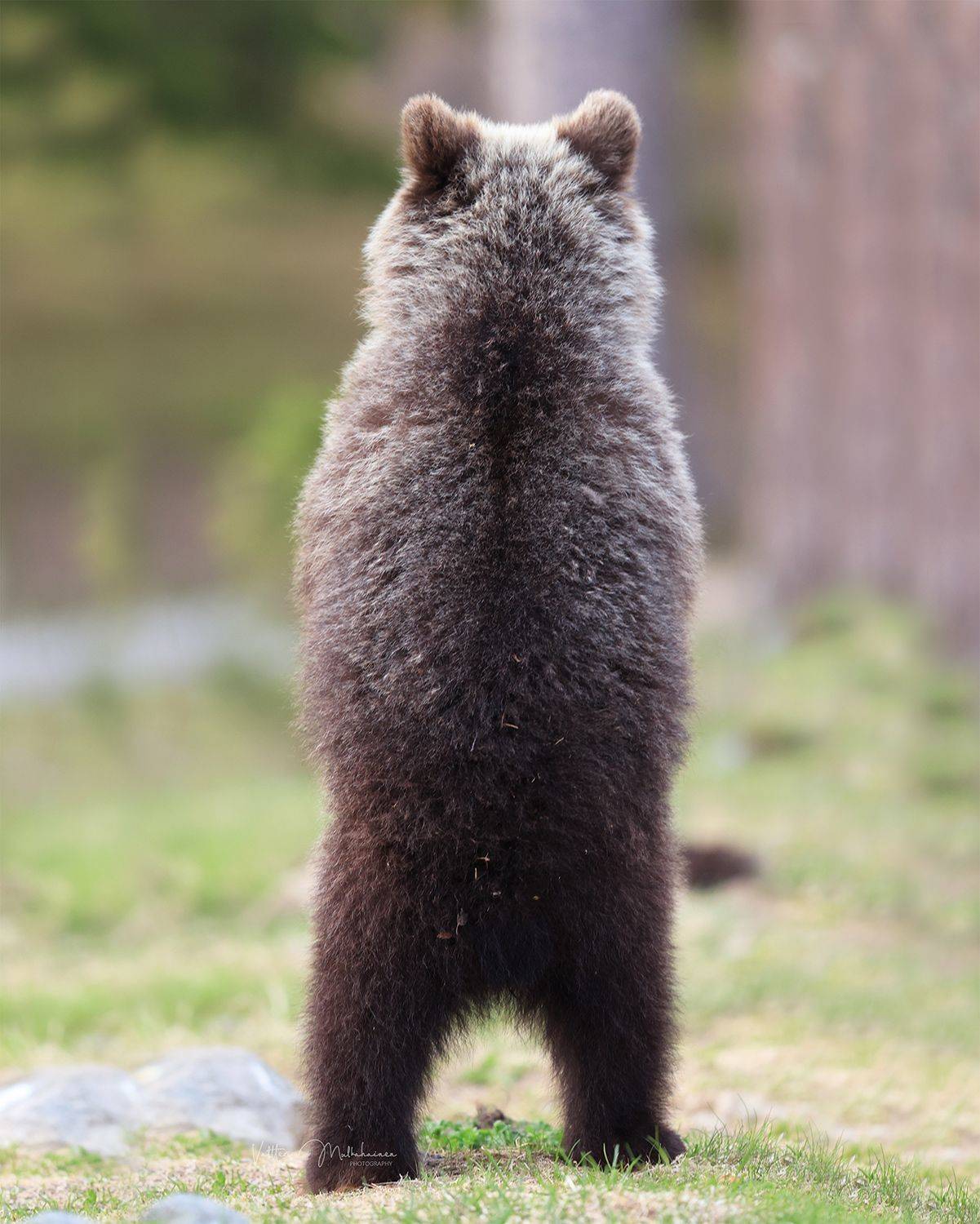 , Mulkahainen Valtteri