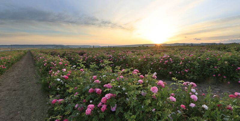 чайная роза, крым, бахчисарай, тургеневка, эфиромасличные культуры, сельское хозяйство, роза, поле, розовое масло, лето, крымское лето Крымская роза фото превью