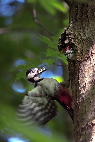 Забот полон рот