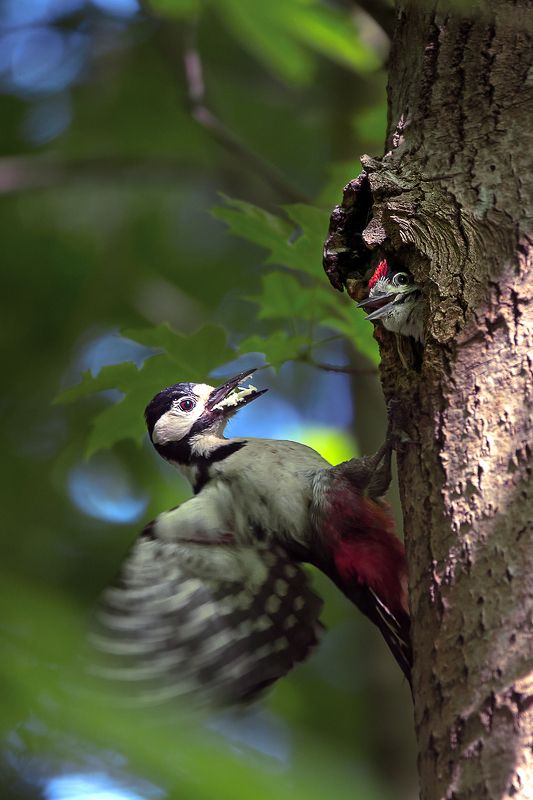 БПД Забот полон рот фото превью