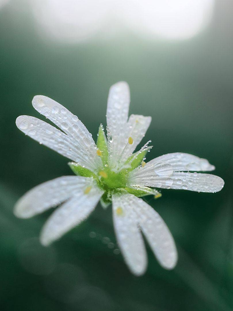 , Сергей Калёв