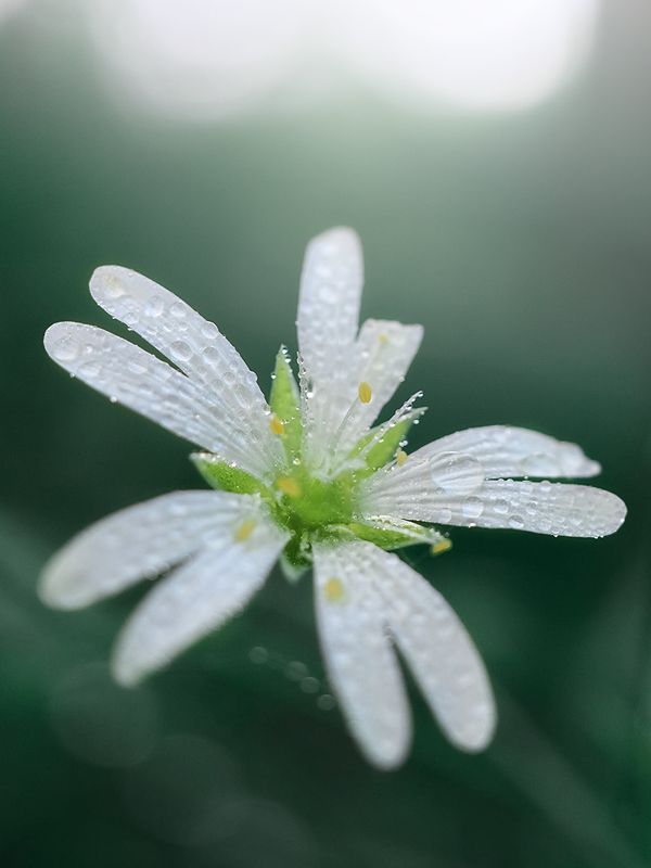 Нежно фото превью