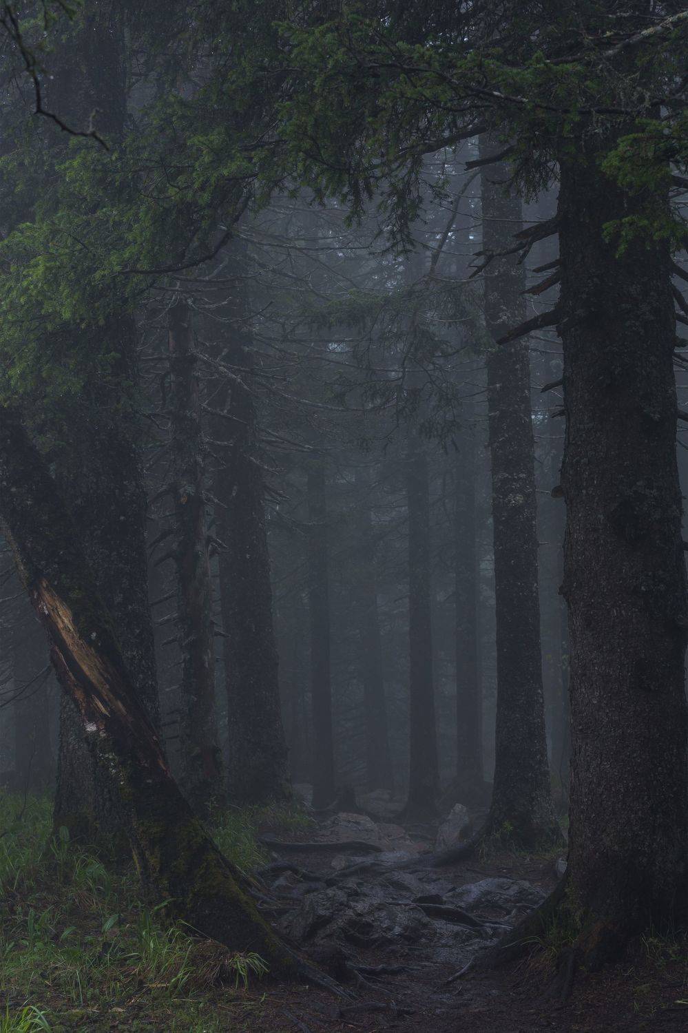 , Андрей Шарапов