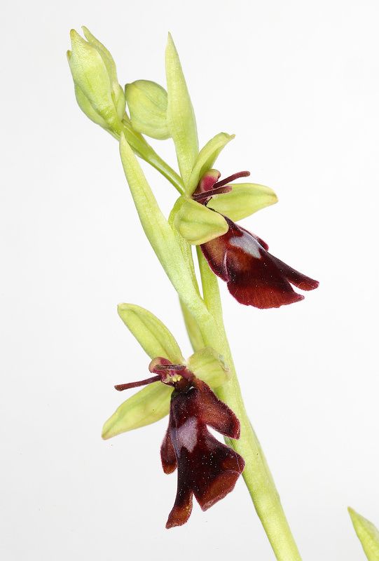 орхидея Ophrys insectifera фото превью