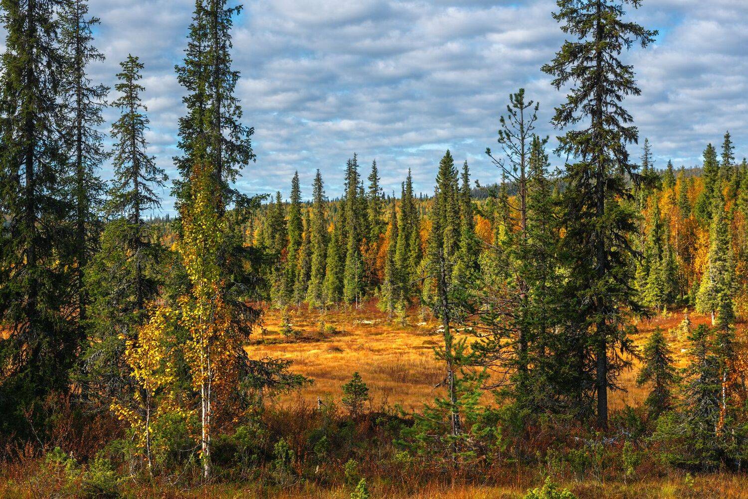 север, кольский, заполярье,, Роман Горячий