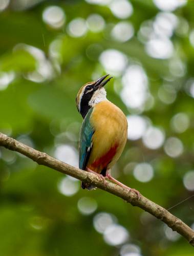 Indian Pitta
