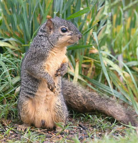 Fox Squirrel - Лисья Белка