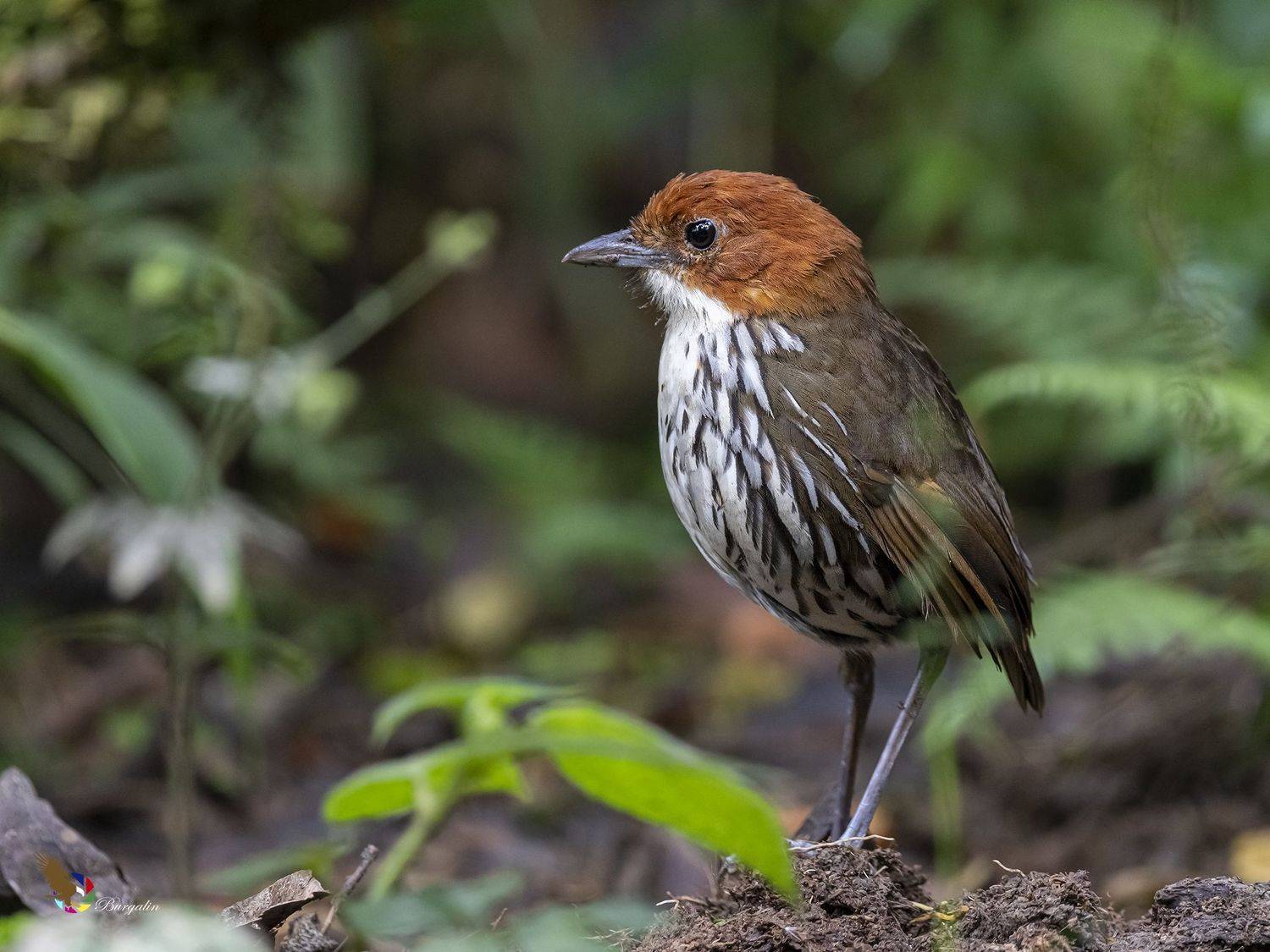 , Fernando Burgalin Sequeira