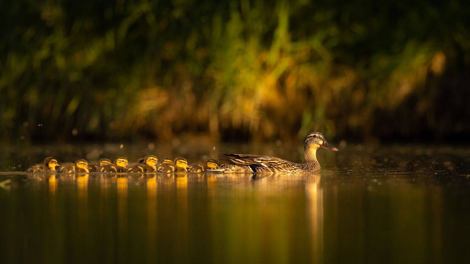 , Robert Adamec