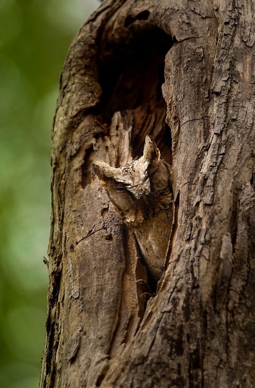 Collared scops owl фото превью