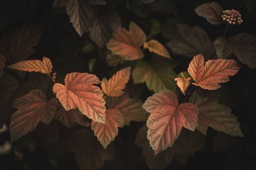 пузыреплодник в вечерних лучах