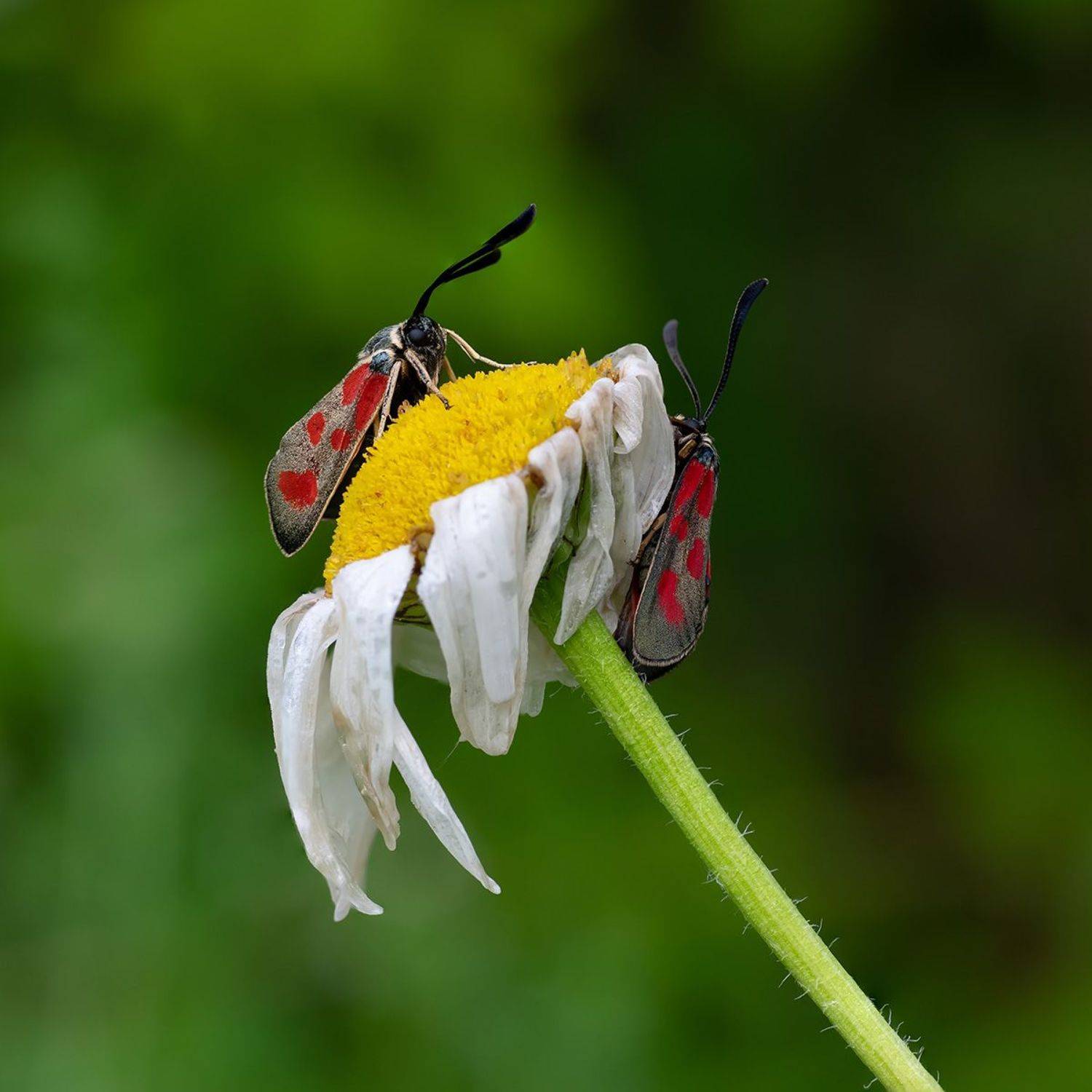 , Александр Земляной