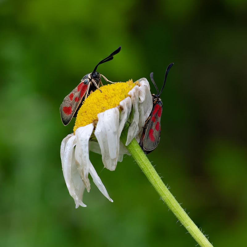 Противостояние фото превью