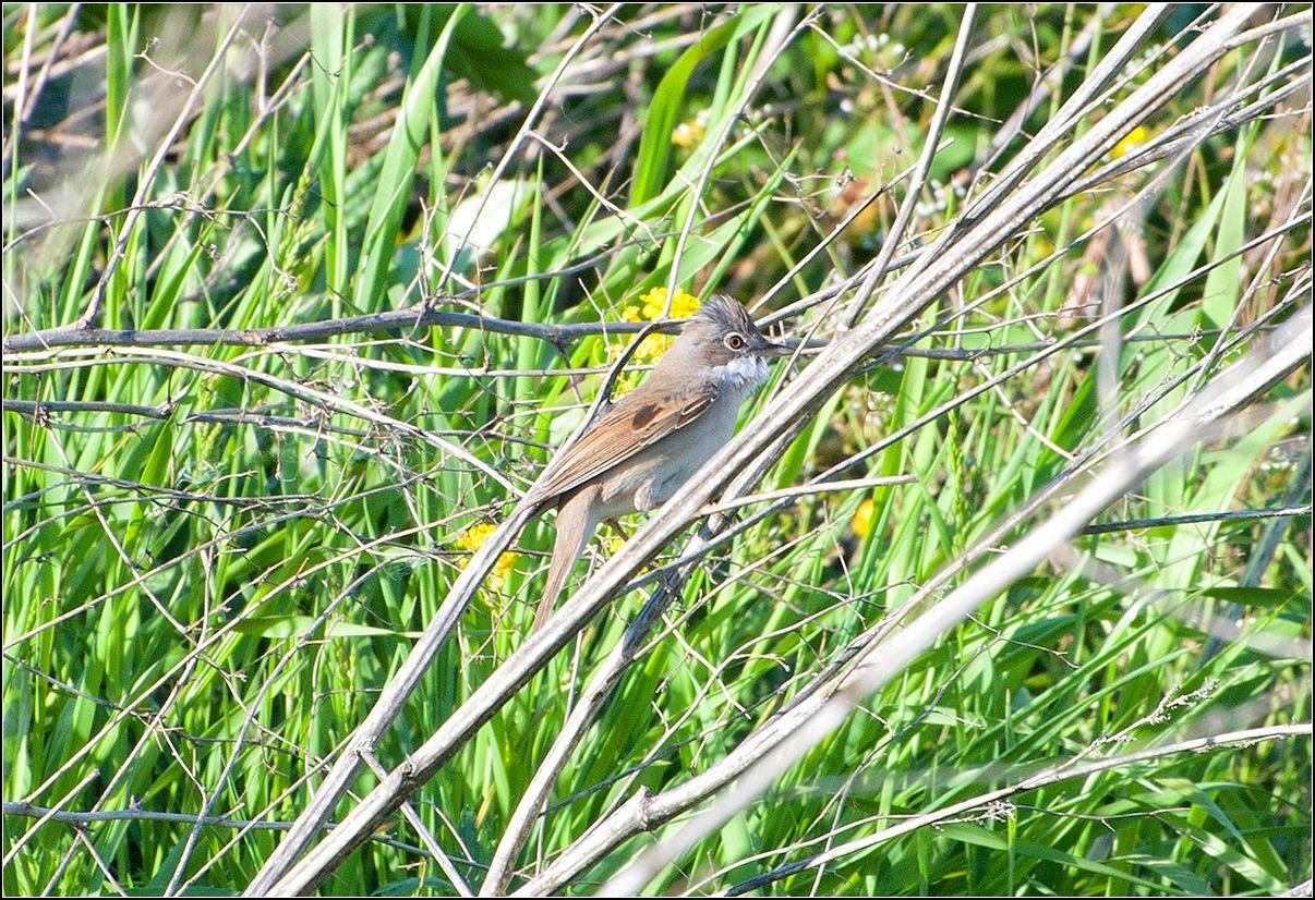 москва, парк, птица, АНАТОЛИЙ ДОВЫДЕНКО