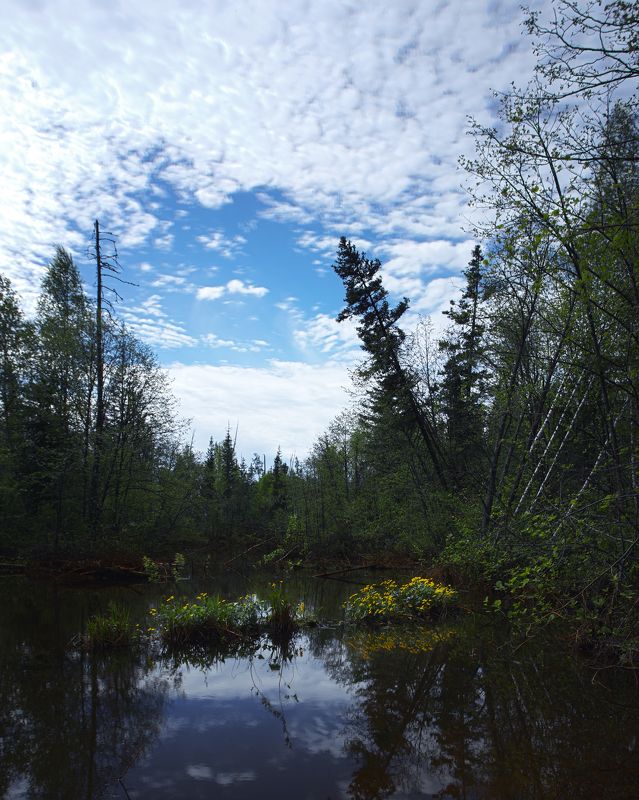 Лютики на болоте фото превью