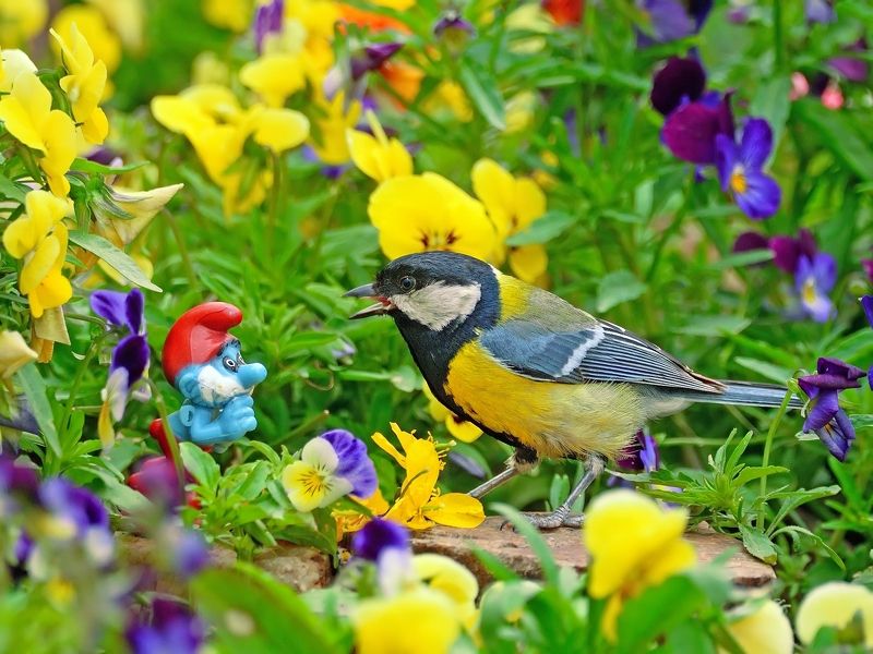 природа, фотоохота, синица, птицы, животные, цветы, лето Привет! фото превью