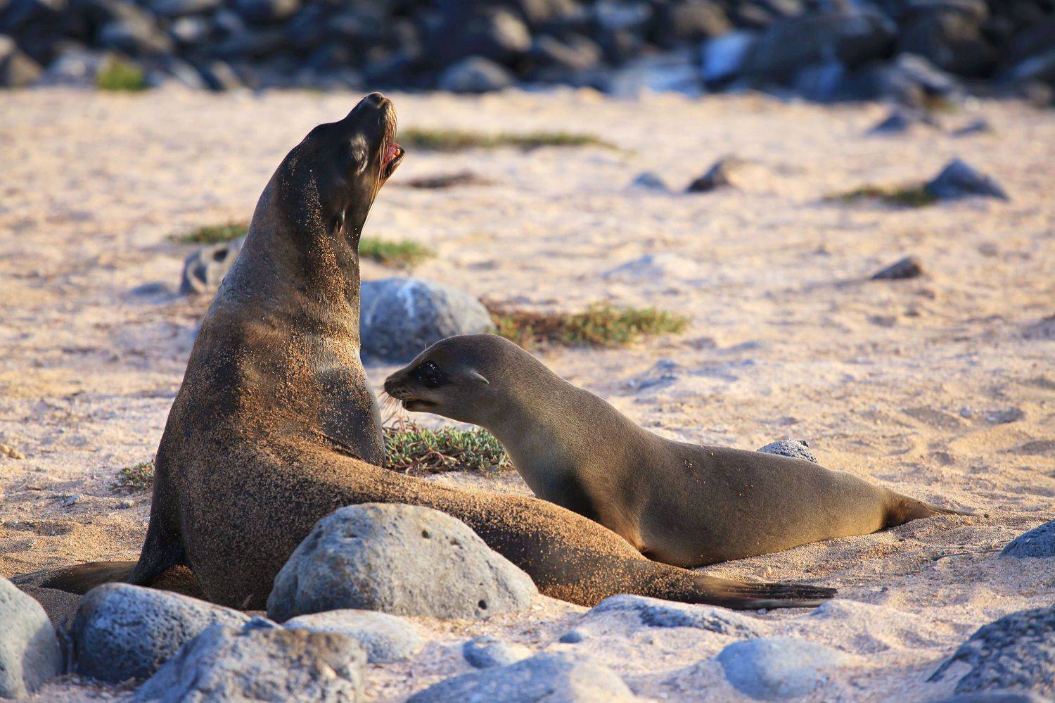 , Худзинская Ирина