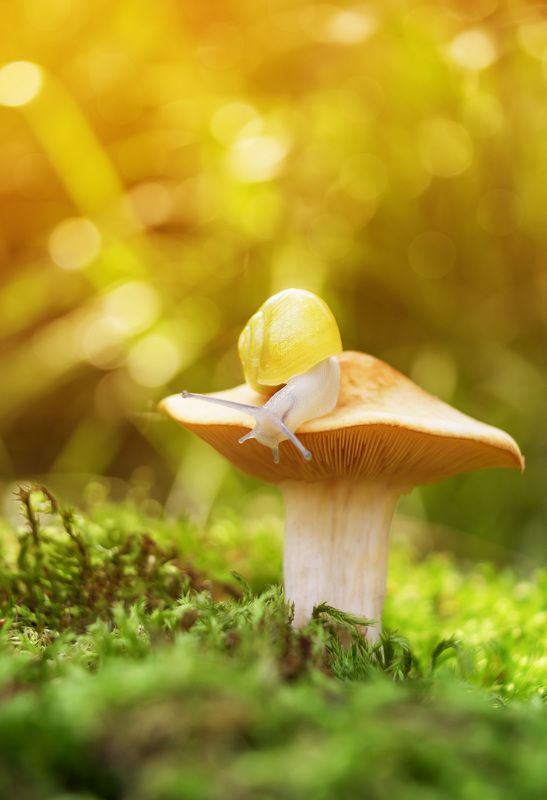 #snail #macro #nature #wallpaper #background #banner #print Stroll фото превью