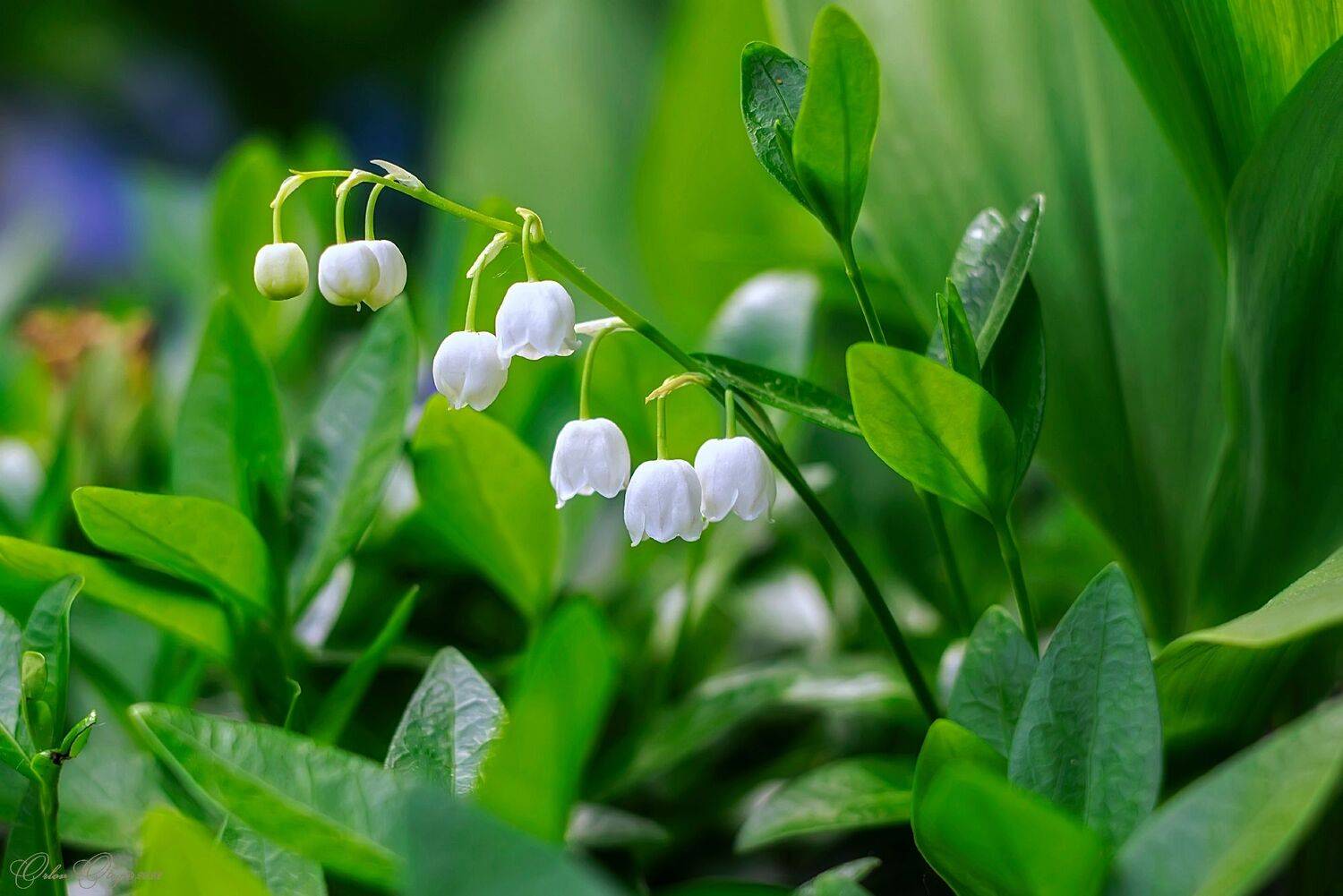 , Орлов Олег