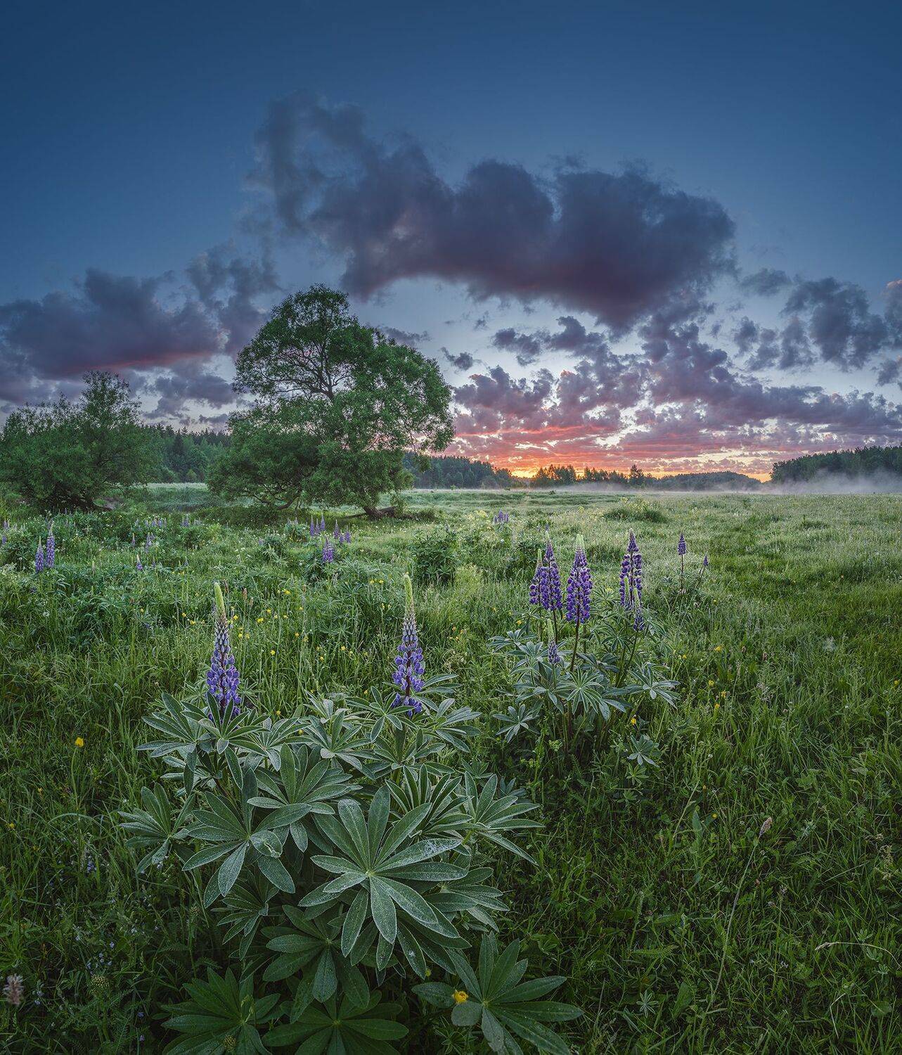 , Николай Андреев