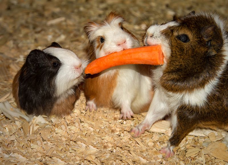 Завтрак на троих фото превью