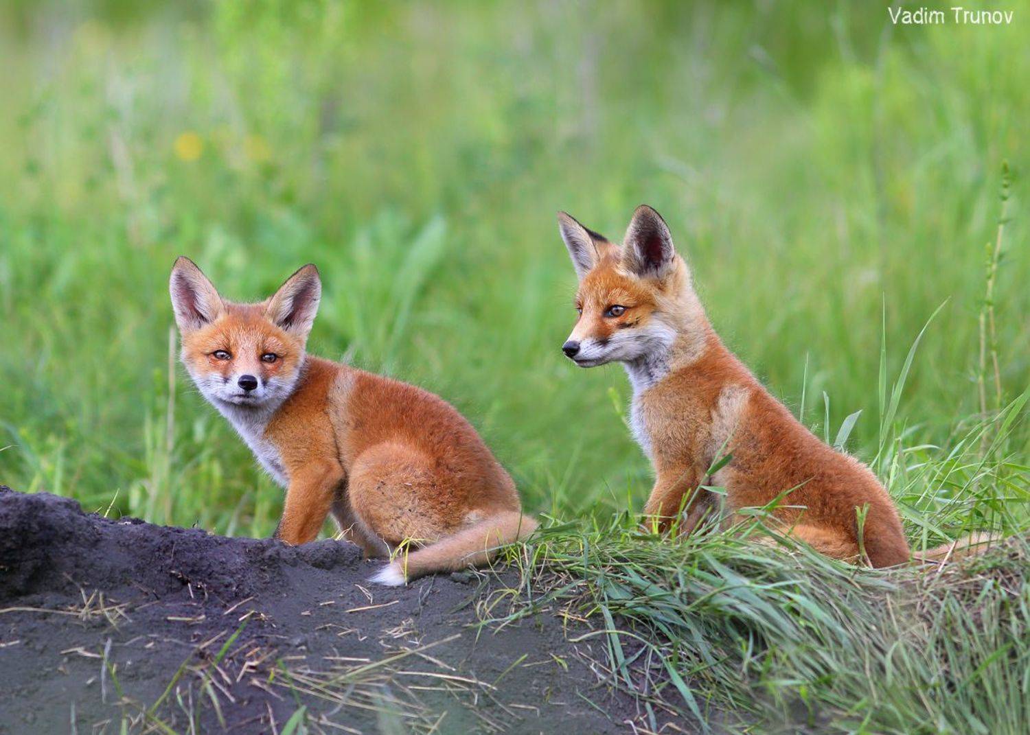 лисёнок, лисята, fox, Вадим Трунов