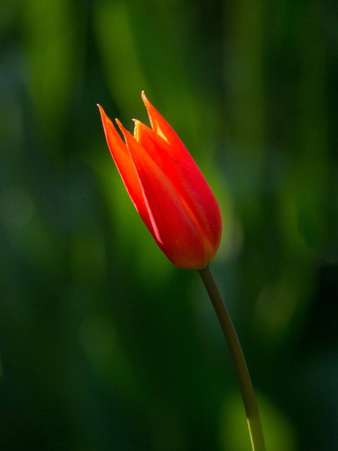 , Курзина Елена