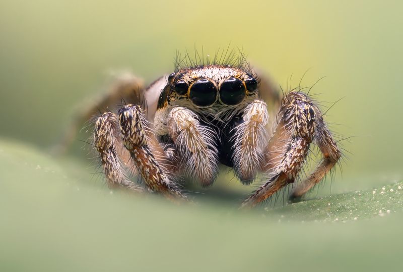 Паук скакун фото превью