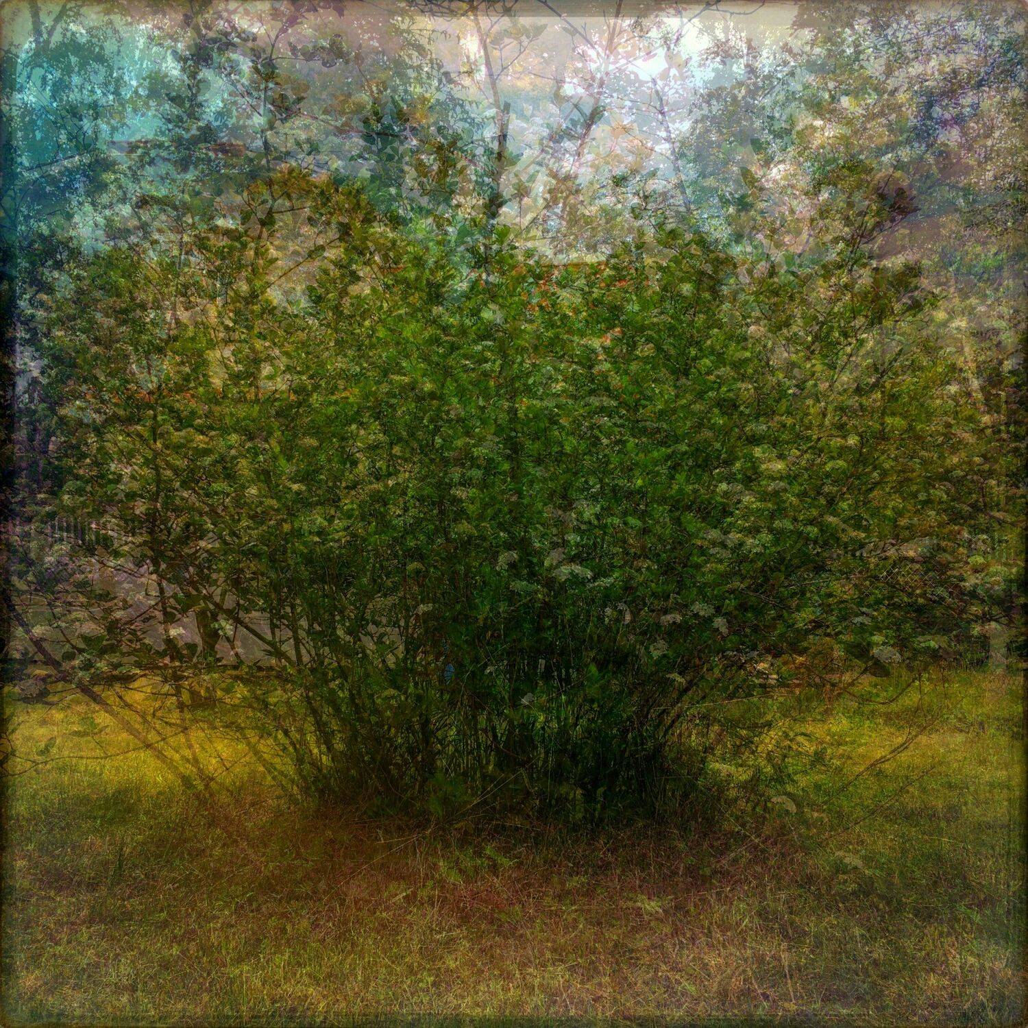 , Антон Лаба