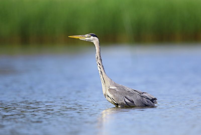 Глубина? Ниже пояса, но выше колен. фото превью