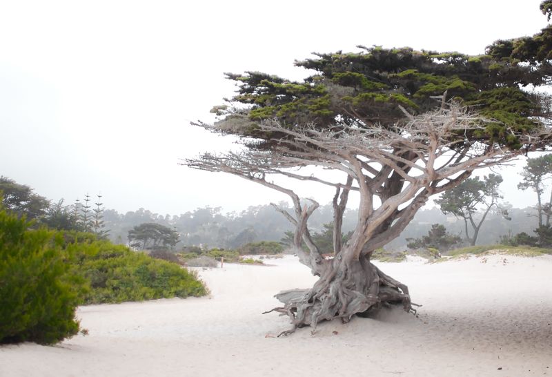 Pebble beach california Carmel Pebble beach фото превью